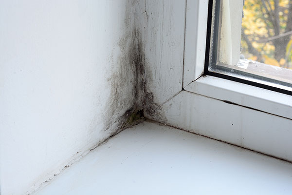 Black mold growing in the corner of a window.