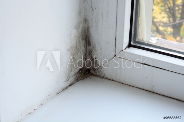 Black mold growing in the corner of a window.